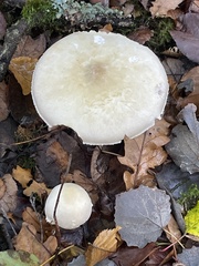 Agaricus sylvicola