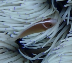 Amphiprion perideraion