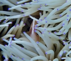 Amphiprion perideraion