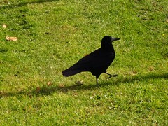 Corvus frugilegus