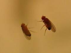 Drosophila