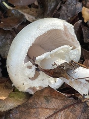 Agaricus sylvicola