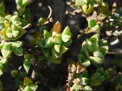 Drosanthemum asperulum