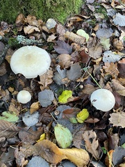 Agaricus sylvicola