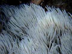 Heteractis crispa