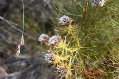 Serruria phylicoides