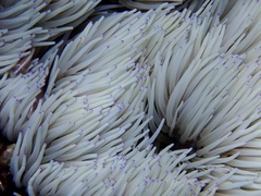 Heteractis crispa