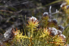 Serruria phylicoides