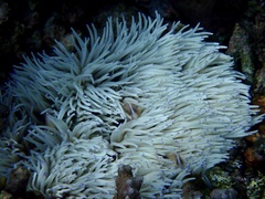 Heteractis crispa