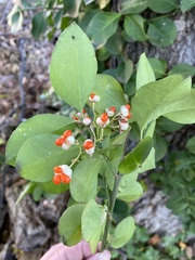 Euonymus fortunei