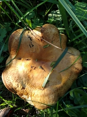 Paxillus involutus