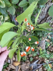 Euonymus fortunei