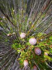 Leucadendron muirii