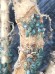 Aphis gossypii