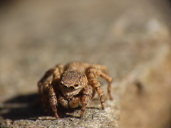 Aelurillus v-insignitus