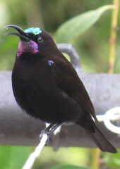 Chalcomitra amethystina amethystina
