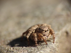 Aelurillus v-insignitus