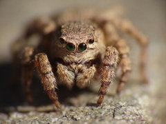 Aelurillus v-insignitus