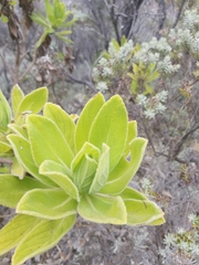 Psiadia anchusifolia