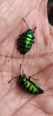 Chrysocoris
