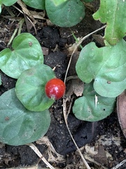 Geophila repens