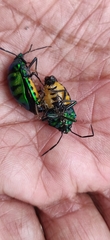Chrysocoris