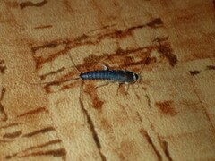 Ctenolepisma longicaudatum