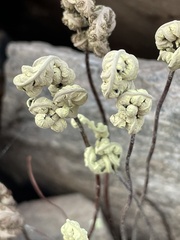 Notholaena standleyi