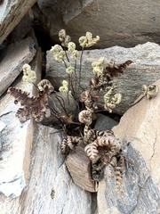 Notholaena standleyi