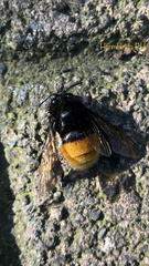 Euglossini