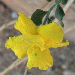 Menodora scabra