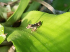 Scinax perpusillus
