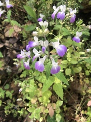 Collinsia multicolor