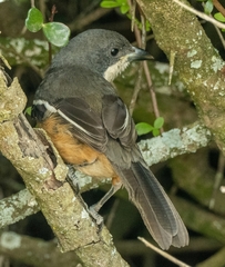 Laniarius ferrugineus