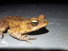 Rhinella ornata