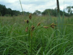 Bolboschoenus yagara