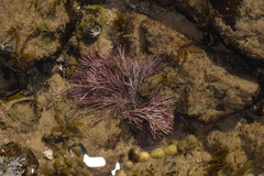 Amphiroa anceps