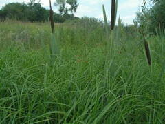 Bolboschoenus yagara