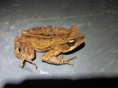 Rhinella ornata