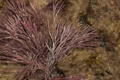 Amphiroa anceps
