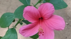 Hibiscus rosa-sinensis
