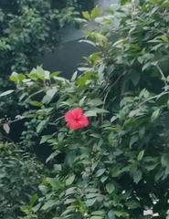 Hibiscus rosa-sinensis