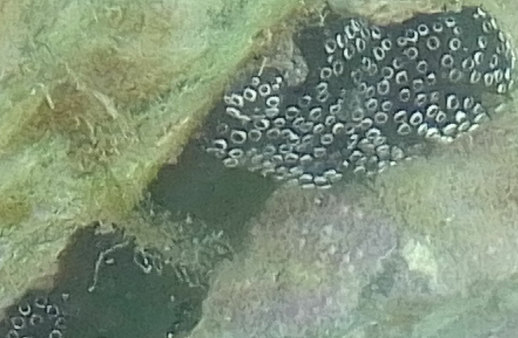 Distaplia bermudensis Van Name, 1902