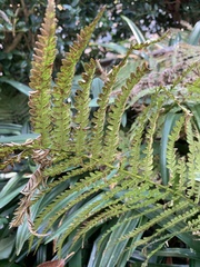 Matteuccia struthiopteris