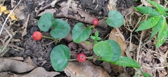 Geophila