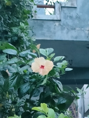 Hibiscus rosa-sinensis