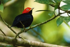 Ceratopipra mentalis