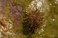 Heliocidaris erythrogramma