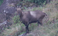 Nilgiritragus hylocrius