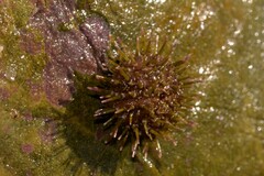 Heliocidaris erythrogramma